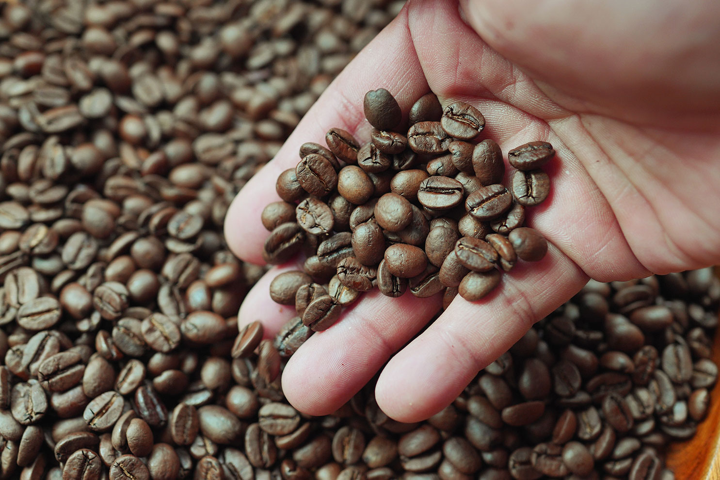 コーヒー機器・生豆 商品一覧 | ダイニチWebShop